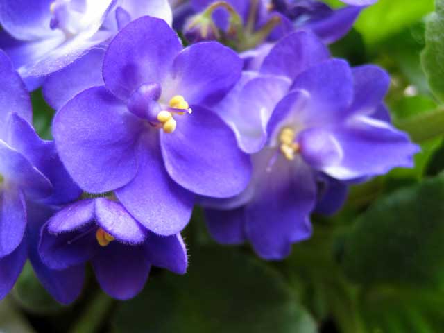 Hương violet
